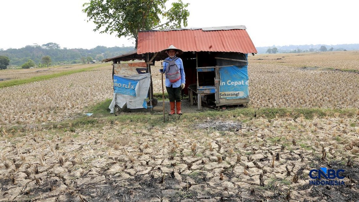 Penampakan Sawah di Jonggol Kering Kerontang, Air Hilang-Petani Resah