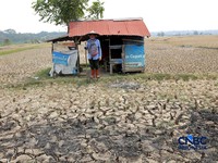 Kekeringan lahan pertanian di Jonggol, Kab Bogor, Jawa Barat, Kamis, (27/8/2026). (CNBC Indonesia/Muhammad Sabki)