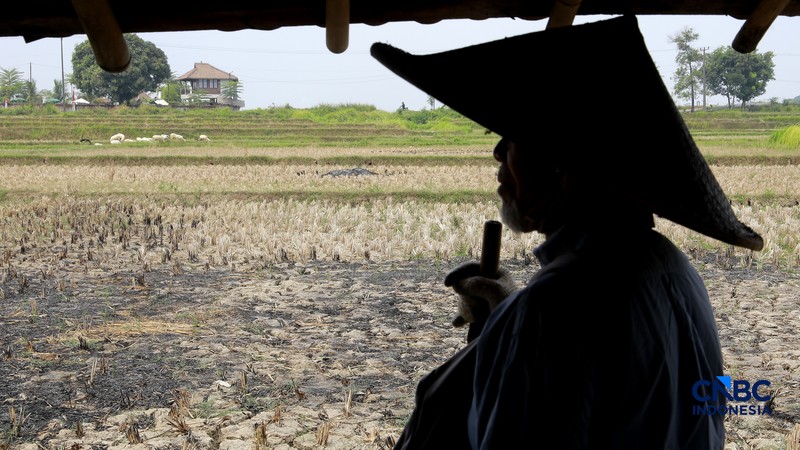 Kekeringan lahan pertanian di Jonggol, Kab Bogor, Jawa Barat, Kamis, (27/8/2026). (CNBC Indonesia/Muhammad Sabki)