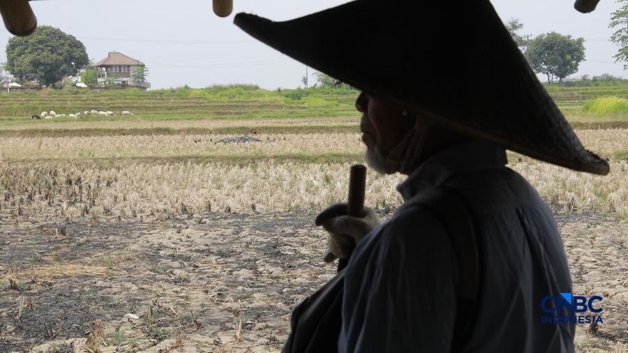 Kekeringan lahan pertanian di Jonggol, Kab Bogor, Jawa Barat, Kamis, (27/8/2026). (CNBC Indonesia/Muhammad Sabki)