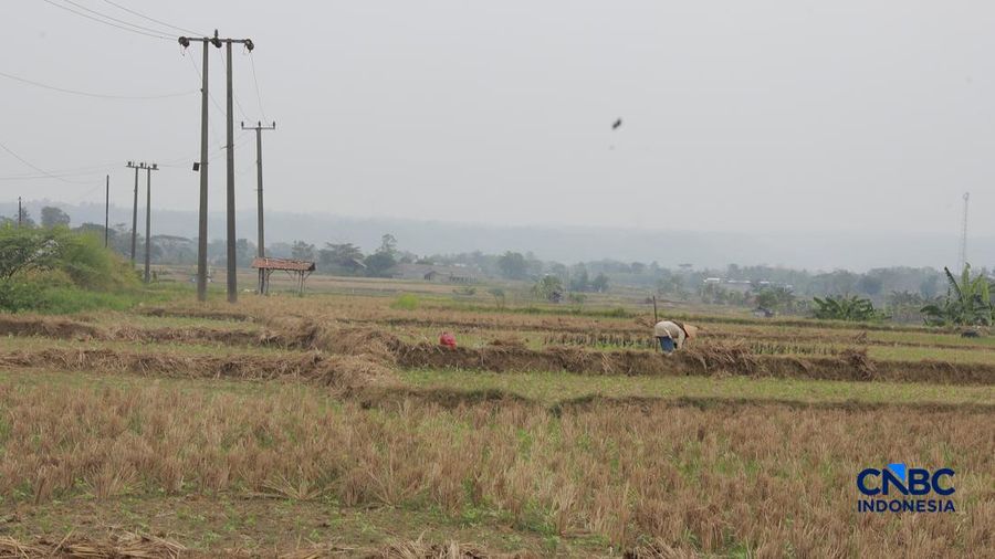 Kekeringan lahan pertanian di Jonggol, Kab Bogor, Jawa Barat, Kamis, (27/8/2026).