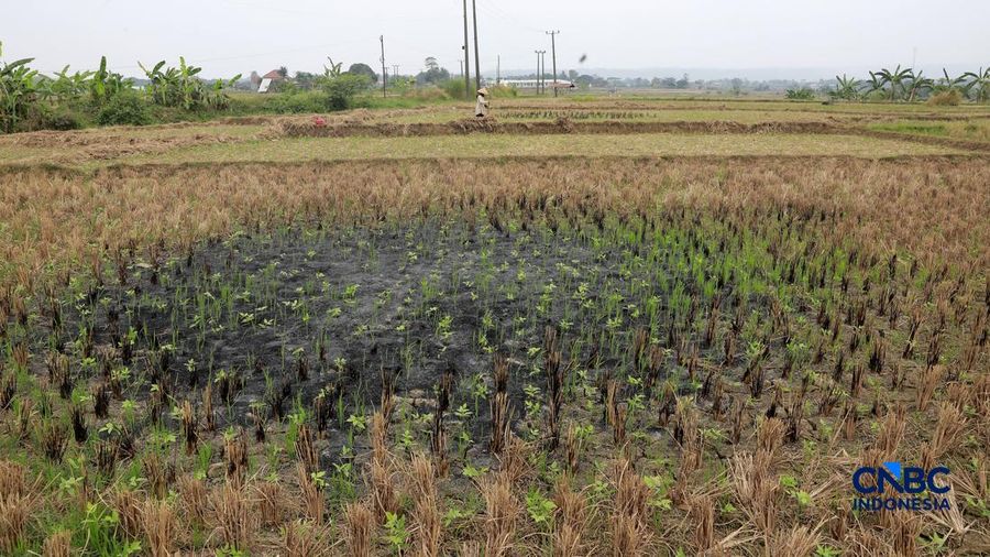 Kekeringan lahan pertanian di Jonggol, Kab Bogor, Jawa Barat, Kamis, (27/8/2026).