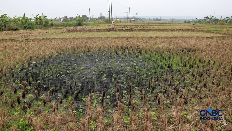 Kekeringan lahan pertanian di Jonggol, Kab Bogor, Jawa Barat, Kamis, (27/8/2026).