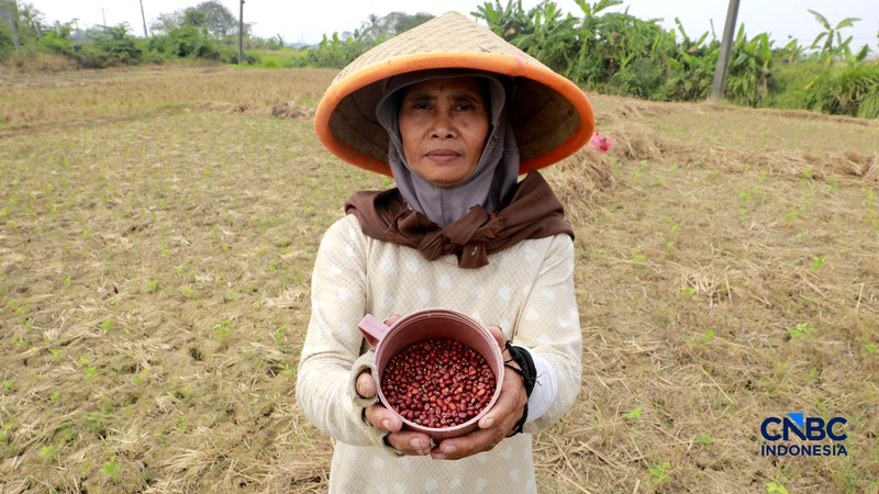 Kekeringan lahan pertanian di Jonggol, Kab Bogor, Jawa Barat, Kamis, (27/8/2026). (CNBC Indonesia/Muhammad Sabki)
