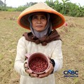 Kekeringan lahan pertanian di Jonggol, Kab Bogor, Jawa Barat, Kamis, (27/8/2026). (CNBC Indonesia/Muhammad Sabki)
