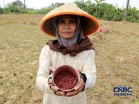 Kekeringan lahan pertanian di Jonggol, Kab Bogor, Jawa Barat, Kamis, (27/8/2026). (CNBC Indonesia/Muhammad Sabki)