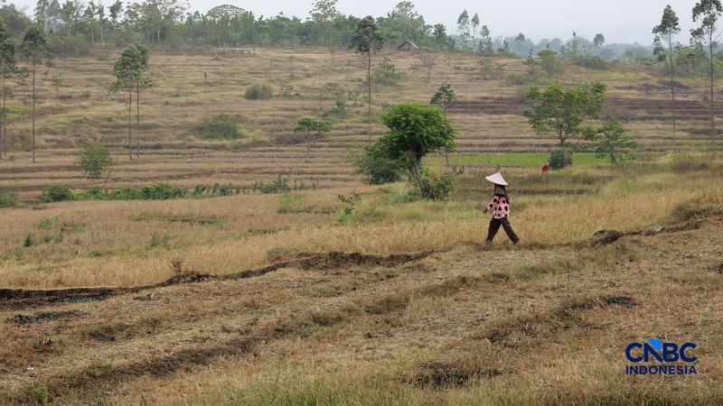Kekeringan lahan pertanian di Jonggol, Kab Bogor, Jawa Barat, Kamis, (27/8/2026). (CNBC Indonesia/Muhammad Sabki)