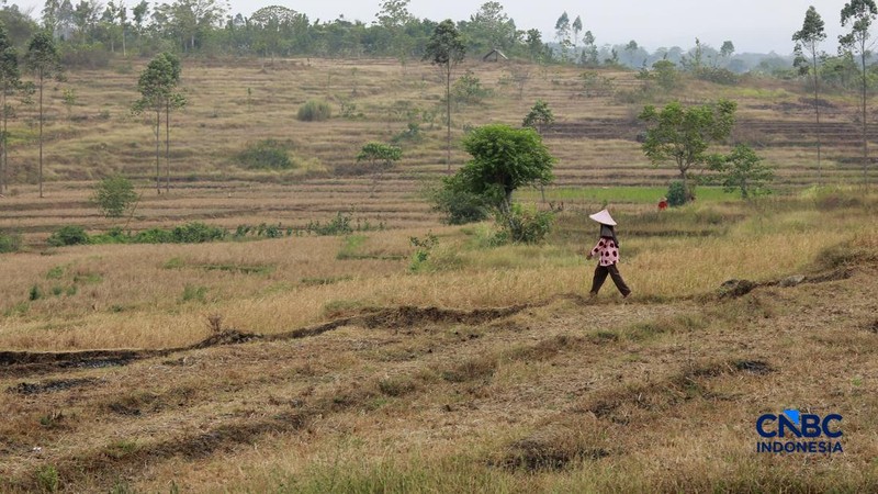 Kekeringan lahan pertanian di Jonggol, Kab Bogor, Jawa Barat, Kamis, (27/8/2026).