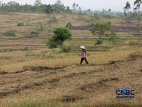 Kekeringan lahan pertanian di Jonggol, Kab Bogor, Jawa Barat, Kamis, (27/8/2026). (CNBC Indonesia/Muhammad Sabki)