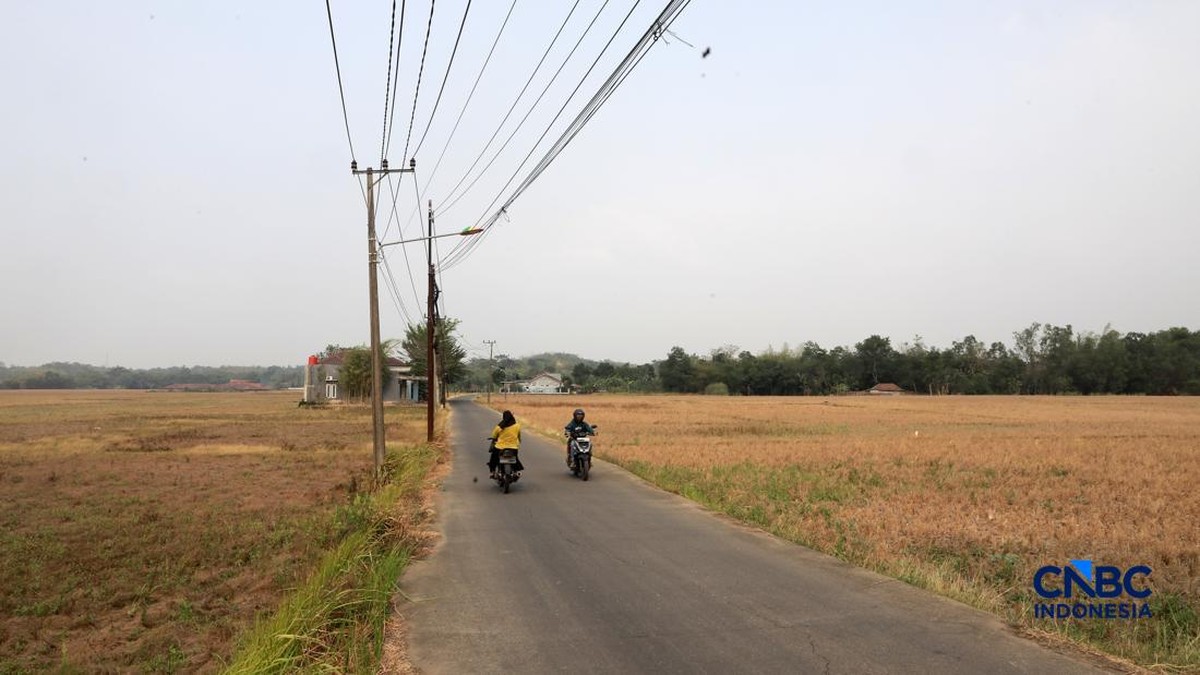 Dampak El Nino Terhadap Produksi Beras RI Memburuk