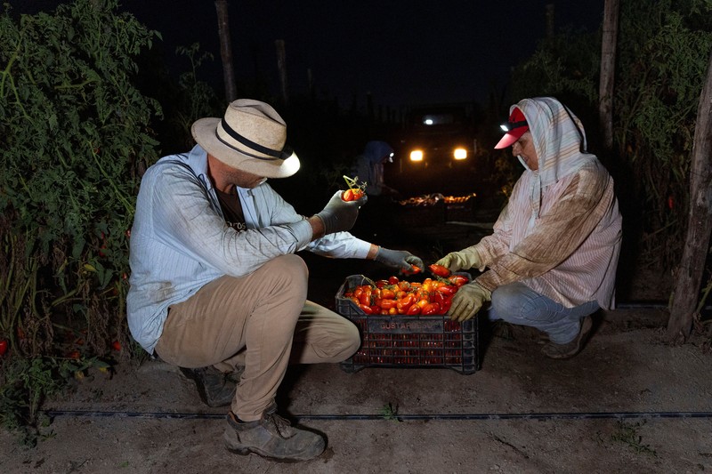 Seorang petani memanen tomat San Marzano pada malam hari dengan menggunakan lampu kepala&mdash;saat suhu lebih sejuk dibandingkan siang hari&mdash;untuk produksi tomat San Marzano bersertifikasi PDO dari wilayah Agro Sarnese-Nocerino (sebuah penunjukan terlindungi yang menjamin produk berasal dari area tertentu dan mengikuti standar produksi tradisional), di Sarno, Italia, pada 26 Agustus 2026. (REUTERS/Remo Casilli)