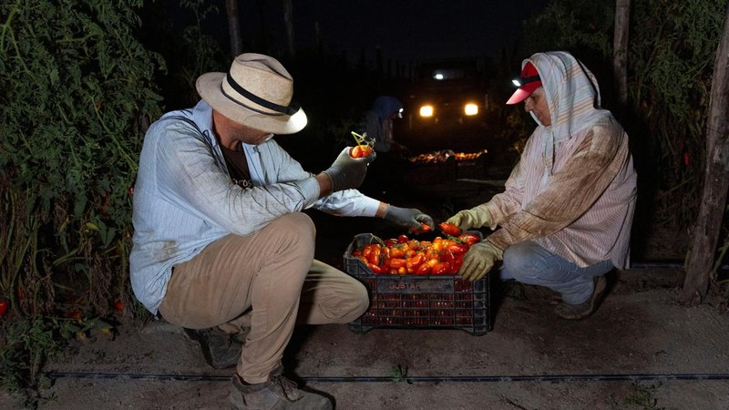 Para petani memeriksa tomat San Marzano yang telah dipanen pada malam hari—saat suhu lebih sejuk dibandingkan siang hari—untuk produksi tomat San Marzano bersertifikasi PDO dari wilayah Agro Sarnese-Nocerino; sertifikasi ini merupakan penunjukan terlindung yang menjamin bahwa produk tersebut berasal dari wilayah tertentu dan mengikuti standar produksi tradisional. Lokasi pengambilan gambar berada di Sarno, Italia, pada tanggal 26 Agustus 2026.