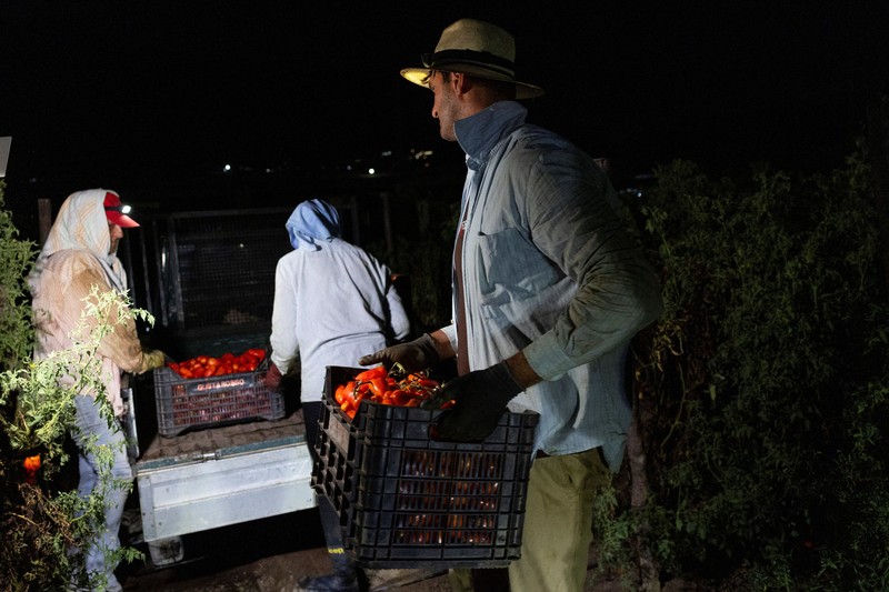 Seorang petani memanen tomat San Marzano pada malam hari dengan menggunakan lampu kepala&mdash;saat suhu lebih sejuk dibandingkan siang hari&mdash;untuk produksi tomat San Marzano bersertifikasi PDO dari wilayah Agro Sarnese-Nocerino (sebuah penunjukan terlindungi yang menjamin produk berasal dari area tertentu dan mengikuti standar produksi tradisional), di Sarno, Italia, pada 26 Agustus 2026. (REUTERS/Remo Casilli)
