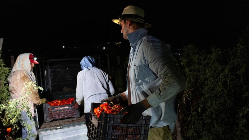 Para petani memuat peti berisi tomat San Marzano yang baru dipanen ke atas kendaraan saat panen malam hari—saat suhu lebih sejuk dibandingkan siang hari—untuk produksi tomat San Marzano bersertifikasi PDO dari wilayah Agro Sarnese-Nocerino; sertifikasi ini merupakan penunjukan terlindungi yang menjamin produk tersebut berasal dari wilayah tertentu dan mengikuti standar produksi tradisional, di Sarno, Italia, pada 26 Agustus 2026.