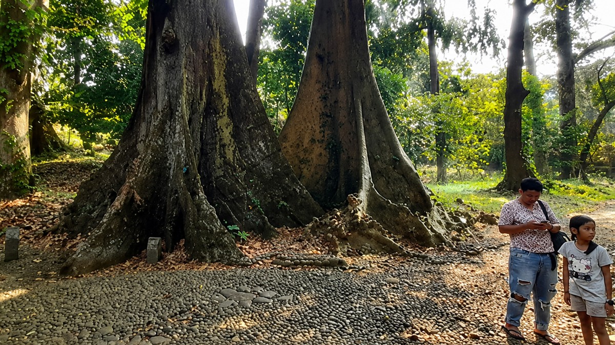 Inspirasi dari Pohon Jodoh di Kebun Raya Bogor