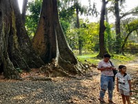 Pohon Jodoh