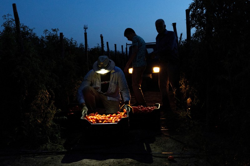 Seorang petani memanen tomat San Marzano pada malam hari dengan menggunakan lampu kepala&mdash;saat suhu lebih sejuk dibandingkan siang hari&mdash;untuk produksi tomat San Marzano bersertifikasi PDO dari wilayah Agro Sarnese-Nocerino (sebuah penunjukan terlindungi yang menjamin produk berasal dari area tertentu dan mengikuti standar produksi tradisional), di Sarno, Italia, pada 26 Agustus 2026. (REUTERS/Remo Casilli)