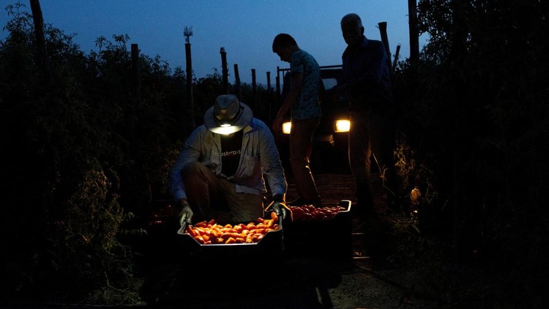 Seorang petani bersiap memanen tomat San Marzano pada malam hari saat suhu lebih sejuk dibandingkan siang hari, untuk produksi tomat San Marzano bersertifikasi PDO dari wilayah Agro Sarnese-Nocerino—sebuah status perlindungan asal-usul yang menjamin produk tersebut berasal dari wilayah tertentu dan mengikuti standar produksi tradisional—di Sarno, Italia, pada 26 Agustus 2026.