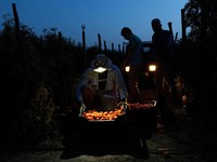 Seorang petani bersiap memanen tomat San Marzano pada malam hari saat suhu lebih sejuk dibandingkan siang hari, untuk produksi tomat San Marzano bersertifikasi PDO dari wilayah Agro Sarnese-Nocerinosebuah status perlindungan asal-usul yang menjamin p