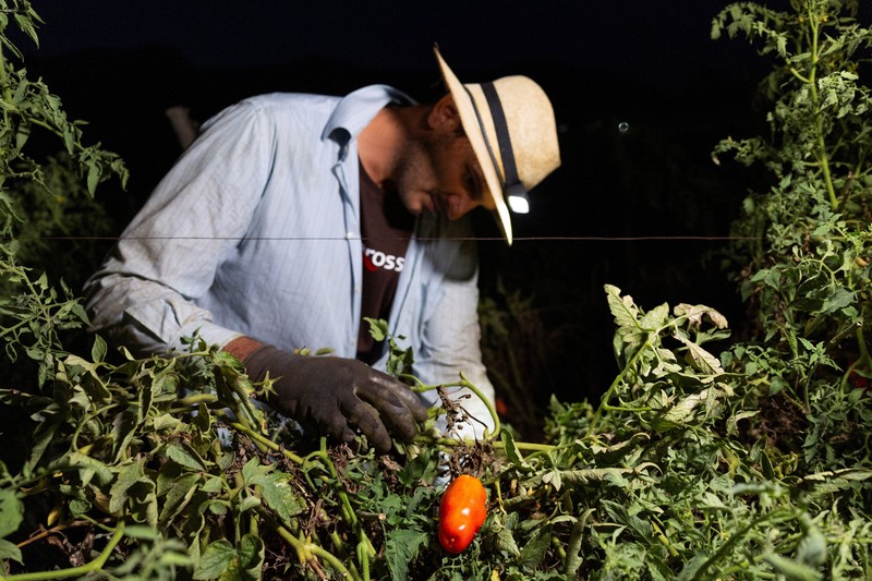 Seorang petani memanen tomat San Marzano pada malam hari dengan menggunakan lampu kepala&mdash;saat suhu lebih sejuk dibandingkan siang hari&mdash;untuk produksi tomat San Marzano bersertifikasi PDO dari wilayah Agro Sarnese-Nocerino (sebuah penunjukan terlindungi yang menjamin produk berasal dari area tertentu dan mengikuti standar produksi tradisional), di Sarno, Italia, pada 26 Agustus 2026. (REUTERS/Remo Casilli)