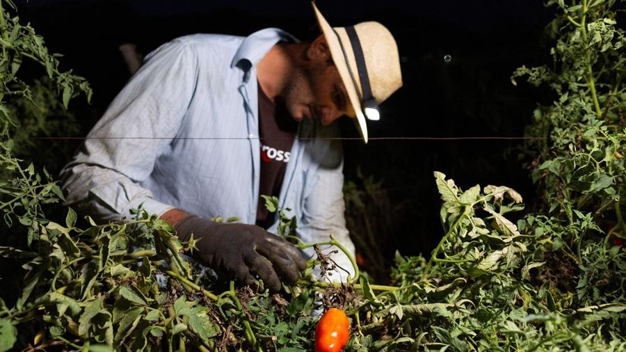 Seorang petani memanen tomat San Marzano pada malam hari dengan menggunakan lampu kepala—saat suhu lebih sejuk dibandingkan siang hari—untuk produksi tomat San Marzano bersertifikasi PDO dari wilayah Agro Sarnese-Nocerino (sebuah penunjukan terlindungi yang menjamin produk berasal dari area tertentu dan mengikuti standar produksi tradisional), di Sarno, Italia, pada 26 Agustus 2026.