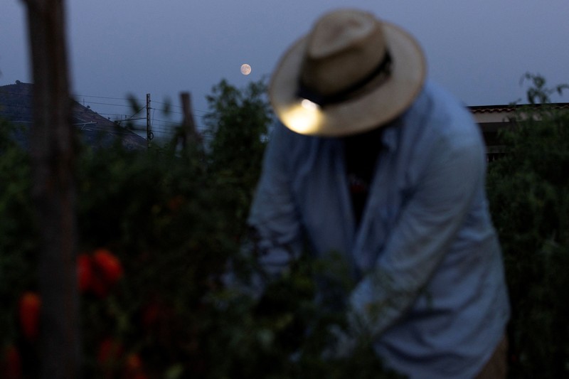 Seorang petani memanen tomat San Marzano pada malam hari dengan menggunakan lampu kepala&mdash;saat suhu lebih sejuk dibandingkan siang hari&mdash;untuk produksi tomat San Marzano bersertifikasi PDO dari wilayah Agro Sarnese-Nocerino (sebuah penunjukan terlindungi yang menjamin produk berasal dari area tertentu dan mengikuti standar produksi tradisional), di Sarno, Italia, pada 26 Agustus 2026. (REUTERS/Remo Casilli)