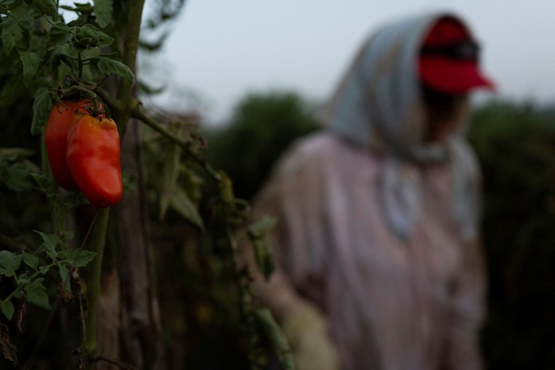 Seorang petani memanen tomat San Marzano pada malam hari dengan menggunakan lampu kepala&mdash;saat suhu lebih sejuk dibandingkan siang hari&mdash;untuk produksi tomat San Marzano bersertifikasi PDO dari wilayah Agro Sarnese-Nocerino (sebuah penunjukan terlindungi yang menjamin produk berasal dari area tertentu dan mengikuti standar produksi tradisional), di Sarno, Italia, pada 26 Agustus 2026. (REUTERS/Remo Casilli)