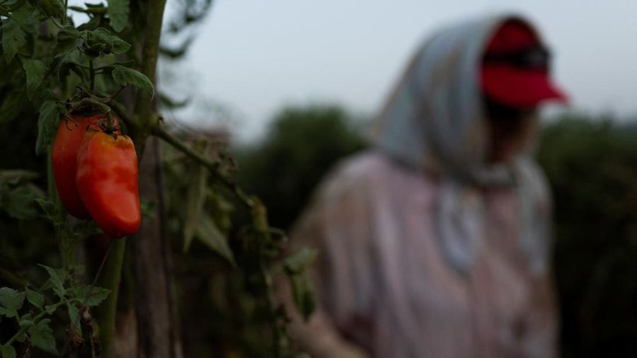 Seorang petani memanen tomat San Marzano pada malam hari saat suhu lebih sejuk dibandingkan siang hari, untuk produksi tomat San Marzano bersertifikasi PDO dari wilayah Agro Sarnese-Nocerino—sebuah penamaan terlindungi yang menjamin produk tersebut berasal dari wilayah tertentu dan mengikuti standar produksi tradisional—di Sarno, Italia, pada 26 Agustus 2026.