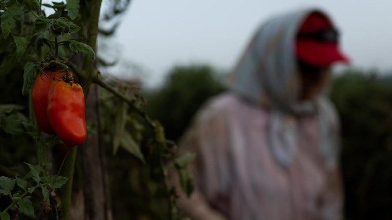 Seorang petani memanen tomat San Marzano pada malam hari saat suhu lebih sejuk dibandingkan siang hari, untuk produksi tomat San Marzano bersertifikasi PDO dari wilayah Agro Sarnese-Nocerino—sebuah penamaan terlindungi yang menjamin produk tersebut berasal dari wilayah tertentu dan mengikuti standar produksi tradisional—di Sarno, Italia, pada 26 Agustus 2026.
