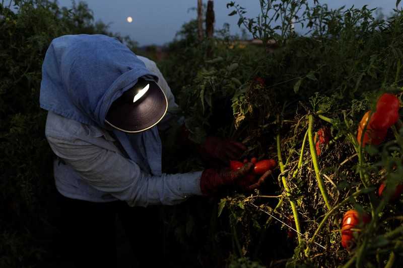 Seorang petani memanen tomat San Marzano pada malam hari dengan menggunakan lampu kepala&mdash;saat suhu lebih sejuk dibandingkan siang hari&mdash;untuk produksi tomat San Marzano bersertifikasi PDO dari wilayah Agro Sarnese-Nocerino (sebuah penunjukan terlindungi yang menjamin produk berasal dari area tertentu dan mengikuti standar produksi tradisional), di Sarno, Italia, pada 26 Agustus 2026. (REUTERS/Remo Casilli)