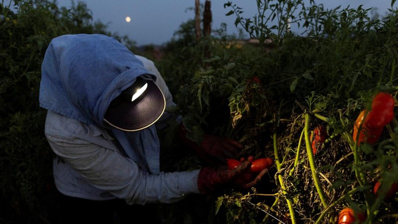 Seorang petani memanen tomat San Marzano pada malam hari saat suhu lebih sejuk dibandingkan siang hari, untuk produksi tomat San Marzano bersertifikasi PDO dari wilayah Agro Sarnese-Nocerino—sebuah penamaan terlindungi yang menjamin produk tersebut berasal dari wilayah tertentu dan mengikuti standar produksi tradisional—di Sarno, Italia, pada 26 Agustus 2026.