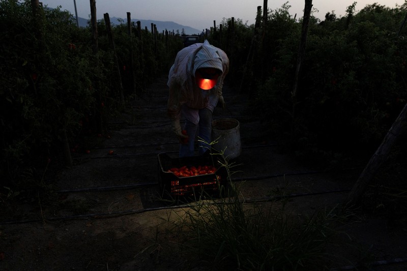 Seorang petani memanen tomat San Marzano pada malam hari dengan menggunakan lampu kepala&mdash;saat suhu lebih sejuk dibandingkan siang hari&mdash;untuk produksi tomat San Marzano bersertifikasi PDO dari wilayah Agro Sarnese-Nocerino (sebuah penunjukan terlindungi yang menjamin produk berasal dari area tertentu dan mengikuti standar produksi tradisional), di Sarno, Italia, pada 26 Agustus 2026. (REUTERS/Remo Casilli)