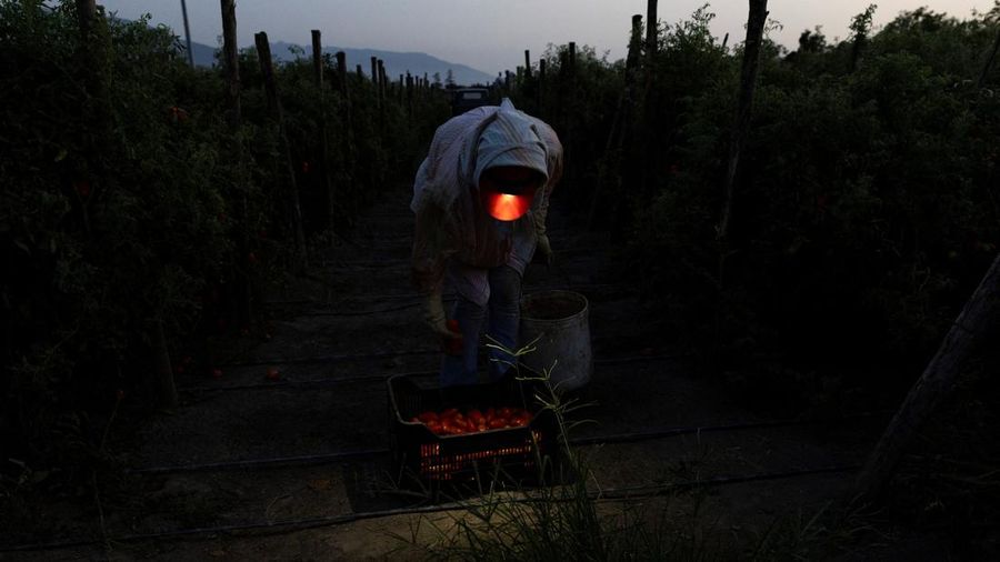 Seorang petani mengamati tomat San Marzano yang telah dipanen pada malam hari—saat suhu lebih sejuk dibandingkan siang hari—untuk produksi tomat San Marzano bersertifikasi PDO dari wilayah Agro Sarnese-Nocerino; sertifikasi ini merupakan penunjukan terlindungi yang menjamin produk tersebut berasal dari wilayah spesifik dan mengikuti standar produksi tradisional. Lokasi pengambilan gambar berada di Sarno, Italia, pada 26 Agustus 2026.