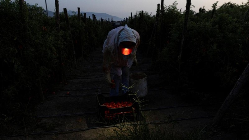 Seorang petani mengamati tomat San Marzano yang telah dipanen pada malam hari—saat suhu lebih sejuk dibandingkan siang hari—untuk produksi tomat San Marzano bersertifikasi PDO dari wilayah Agro Sarnese-Nocerino; sertifikasi ini merupakan penunjukan terlindungi yang menjamin produk tersebut berasal dari wilayah spesifik dan mengikuti standar produksi tradisional. Lokasi pengambilan gambar berada di Sarno, Italia, pada 26 Agustus 2026.