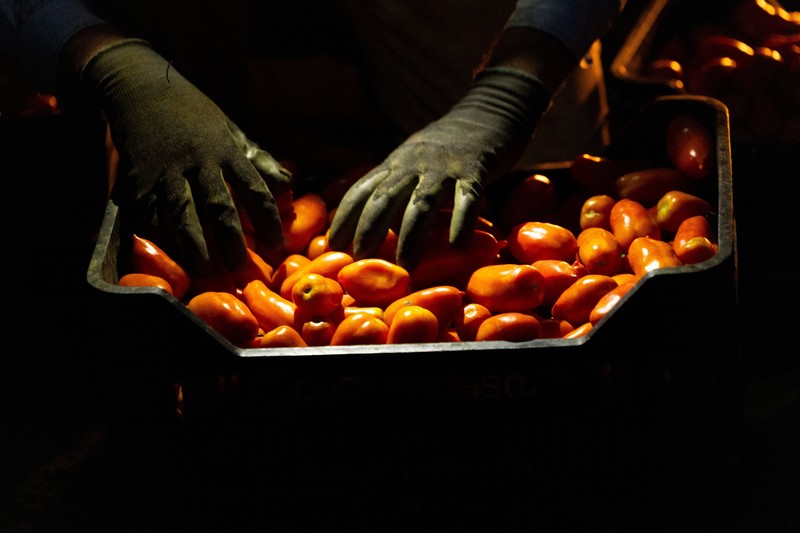 Seorang petani memanen tomat San Marzano pada malam hari dengan menggunakan lampu kepala&mdash;saat suhu lebih sejuk dibandingkan siang hari&mdash;untuk produksi tomat San Marzano bersertifikasi PDO dari wilayah Agro Sarnese-Nocerino (sebuah penunjukan terlindungi yang menjamin produk berasal dari area tertentu dan mengikuti standar produksi tradisional), di Sarno, Italia, pada 26 Agustus 2026. (REUTERS/Remo Casilli)