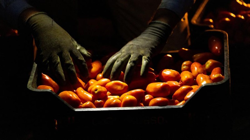 Seorang petani menyortir tomat San Marzano yang baru dipanen pada malam hari—saat suhu lebih sejuk dibandingkan siang hari—untuk produksi tomat San Marzano bersertifikasi PDO dari wilayah Agro Sarnese-Nocerino; sertifikasi ini merupakan penunjukan terlindungi yang menjamin produk tersebut berasal dari wilayah spesifik dan mengikuti standar produksi tradisional. Lokasi pengambilan gambar berada di Sarno, Italia, pada tanggal 26 Agustus 2026.