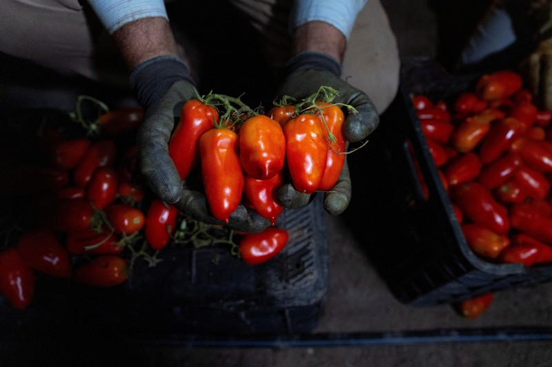 Seorang petani memanen tomat San Marzano pada malam hari dengan menggunakan lampu kepala&mdash;saat suhu lebih sejuk dibandingkan siang hari&mdash;untuk produksi tomat San Marzano bersertifikasi PDO dari wilayah Agro Sarnese-Nocerino (sebuah penunjukan terlindungi yang menjamin produk berasal dari area tertentu dan mengikuti standar produksi tradisional), di Sarno, Italia, pada 26 Agustus 2026. (REUTERS/Remo Casilli)