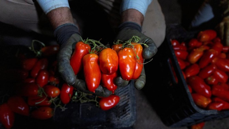 Tomat San Marzano yang baru dipanen diperlihatkan pada malam hari—saat suhu lebih sejuk dibandingkan siang hari—untuk produksi tomat San Marzano bersertifikasi PDO dari wilayah Agro Sarnese-Nocerino, sebuah status penamaan terlindungi yang menjamin produk tersebut berasal dari wilayah tertentu dan mengikuti standar produksi tradisional, di Sarno, Italia, pada 26 Agustus 2026.