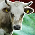 Infografis/ 10 Provinsi Penghasil Sapi Terbanyak di Indonesia, Siapa Lawan Jatim?/ Ilham Restu