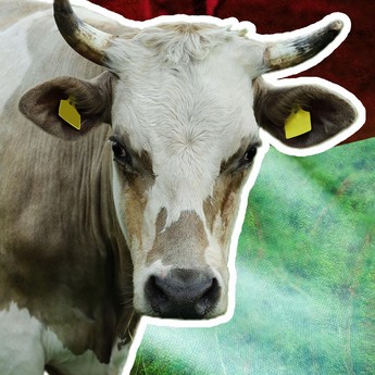 Infografis/ 10 Provinsi Penghasil Sapi Terbanyak di Indonesia, Siapa Lawan Jatim?/ Ilham Restu