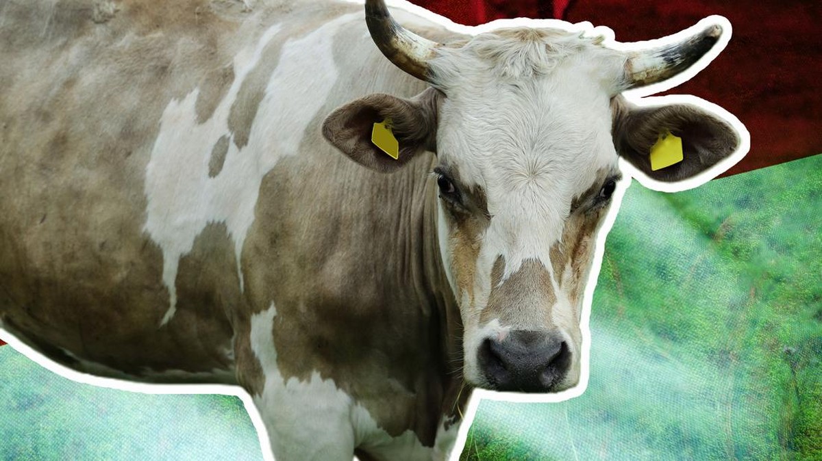 10 Provinsi Penghasil Sapi Terbanyak di Indonesia, Siapa Lawan Jatim?