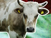 Infografis/ 10 Provinsi Penghasil Sapi Terbanyak di Indonesia, Siapa Lawan Jatim?/ Ilham Restu