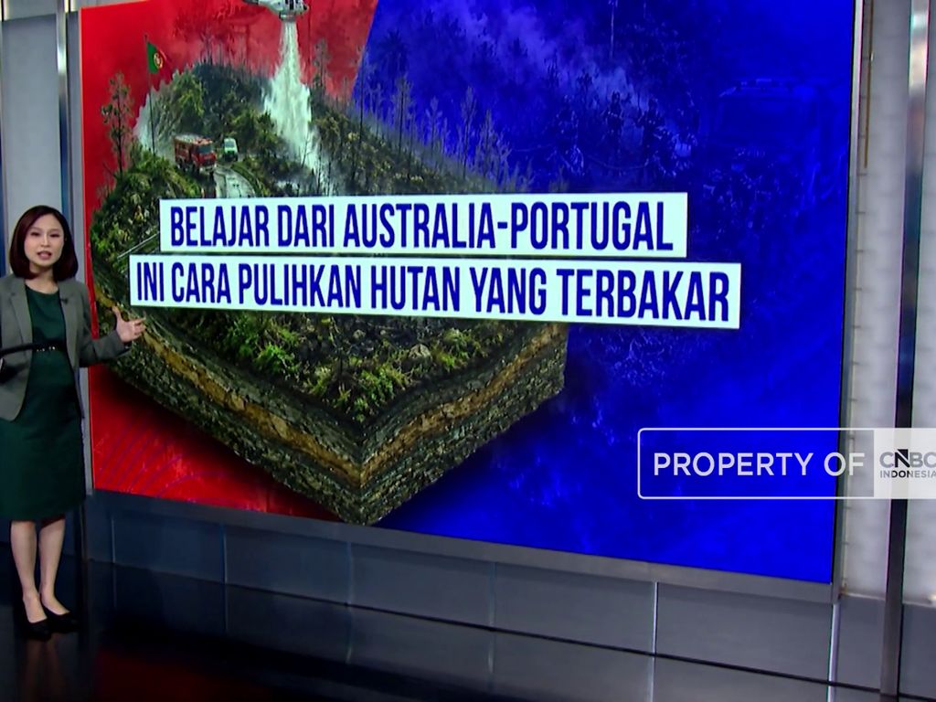 Belajar Dari Australia-Portugal: Ini Cara Pulihkan Hutan Yang Terbakar