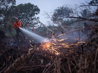 Judan, seorang petugas Badan Penanggulangan Bencana Daerah (BPBD) berusia 51 tahun, menyemprotkan air untuk memadamkan api di lahan gambut yang terbakar akibat kebakaran hutan dan lahan di Kubu Raya, Provinsi Kalimantan Barat, Indonesia, pada 27 Agus