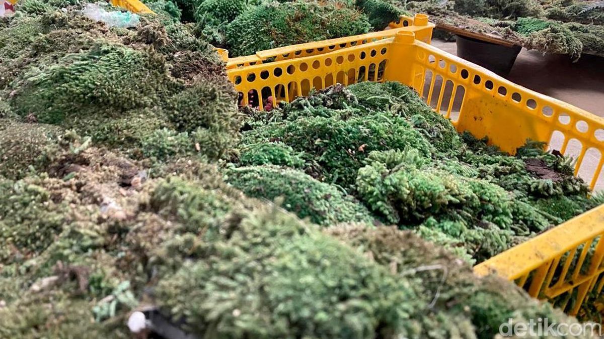 Lumut Jadi Karya Seni Bernilai Jutaan, Ini Kreasi Warga Kota Batu
