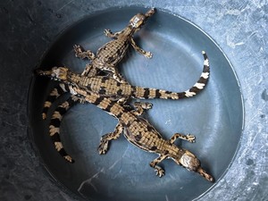 3 Anakan Buaya Senyulong Ditemukan di Sungai Mempawah, Habitat Baru Terungkap