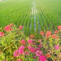 Lahan padi ditanami Refugia berupa tanaman Bunga Kertas (Zinnia) dengan maksud agar menghalau serangan hama. (Dok. disperta.jombangkab.go.id)