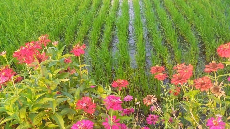 Lahan padi ditanami Refugia berupa tanaman Bunga Kertas (Zinnia) dengan maksud agar menghalau serangan hama. (Dok. disperta.jombangkab.go.id)