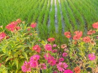 Lahan padi ditanami Refugia berupa tanaman Bunga Kertas (Zinnia) dengan maksud agar menghalau serangan hama. (Dok. disperta.jombangkab.go.id)