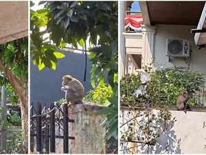 Puluhan Monyet Ekor Panjang Serbu Permukiman Warga di Bandar Lampung